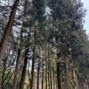 보성농원 | 국내 봄 여행지 추천 보성 녹차밭 3월 4월 시기 주차 꿀팁 말차 아이스크림 카페 추천