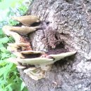 오동나무농장 이미지