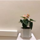 힐링행복요가 이미지