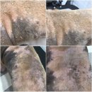 내안에너있DOG 이미지