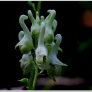 꽃-가족 이미지