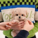 울산 강아지분양 미유펫 네이버블로그