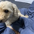 매땡김밥 이미지