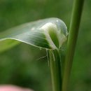 피(稗, Japanese barntard millet)