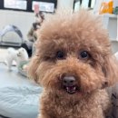 온리 펫살롱 이미지