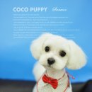 코코애견샵 이미지