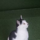 블랙스톤 스크린골프 이미지