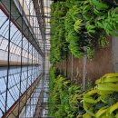 하례광장로 | 보르도액이 뭐길래?🍏 애플망고 궤양병 예방의 필수 템