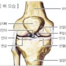 [십자인대파열] 십자인대파열의 치료 방법은? 이미지