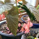 베고니아 이미지