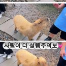 카피바라