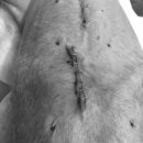 분당 아마존 동물병원 이미지