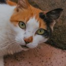 금빛물결펜션 이미지