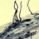 한국춘란의 생육과 균근균(菌根菌 - mycorrhiza)23/뿌리와 내생균근균(內生菌根菌)16/난균(蘭菌)13 이미지