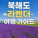 정영농장 | 북해도 라벤더 여행 완벽 가이드