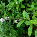 노고단-2 이미지