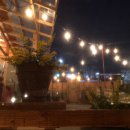 복숭아꽃살구꽃 이미지