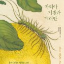 메리안