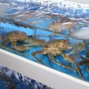 울진대게 이미지