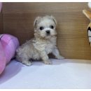 부천강아지분양 멍미 | 부천강아지분양 분양가와 사후관리 보호소 비교 후기
