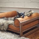 강아지공간 이미지