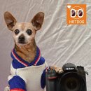 애견호텔 나무야 이미지