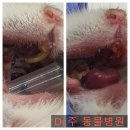 Dr. 주 동물병원 | 강동구동물병원 햄스터 절치수술 Dr.주 동물병원