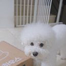 천하우스 | [강아지하우스] 우리 아이를 위한 맞춤형 강아지집DIY, 독톡 블럭 하우스 대만족 후기!