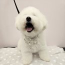 별이애견 이미지