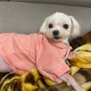 살롱드몽몽 이미지