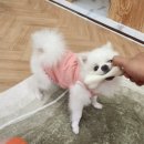댕스텔 네이버블로그