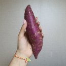 씨유 마산가포안단테점 | 인생짬뽕/ 구봉산 등산/ 생고구마 먹으면 생기는 일 / 시서스가루