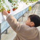 당진 아이와 실내가볼만한곳 딸기따기 체험 미소베리농원