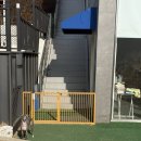 무프스 | [전주] 잔디가 있는 야외 애견카페 ‘무프스’ 내돈내산 후기