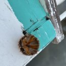 럽망고 | [필리핀] 보홀 여행 - 파밀라칸, 발리카삭 / 현지가이드 ROWEL 후기