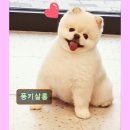 퐁키살롱 이미지