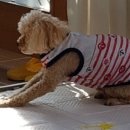 중마동물병원 이미지