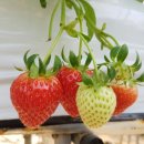 아람농장1 이미지