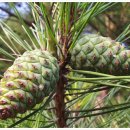 솔방울민박 이미지