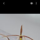 향란농장 Daum카페