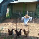 참새&허수아비 이미지