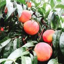 소라농장 이미지