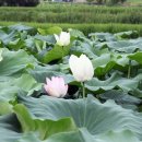 연 농장 이미지