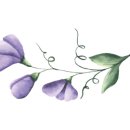 샤이나(SHAINA) 이미지