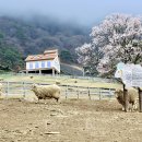 좋은목장 이미지