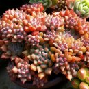 상승농장 이미지