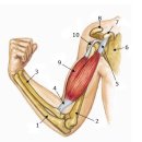 어깨 관절 통증과 불안정성의 흔한 원인 SLAP tear와 test method 이미지