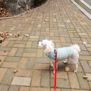 소안로 | 부천 소사구 소사본동 애견미용 큐티몽 애견미용