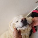 24시이스턴동물의료센터 | 경기도 남양주시 동물병원 추천"이스턴 동물의료 센터"