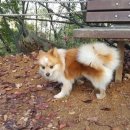 BALBARI(발바리) 이미지